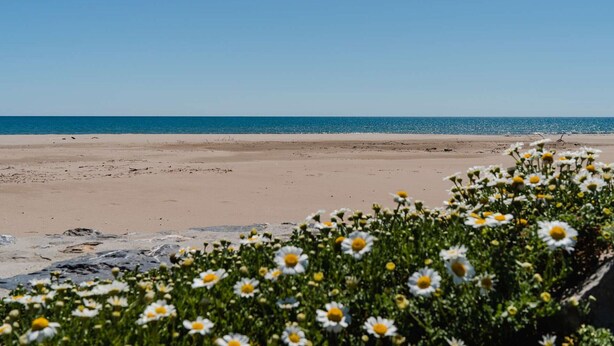 Una spiaggia con fiori bianchi in primo piano e un cielo azzurro terso.