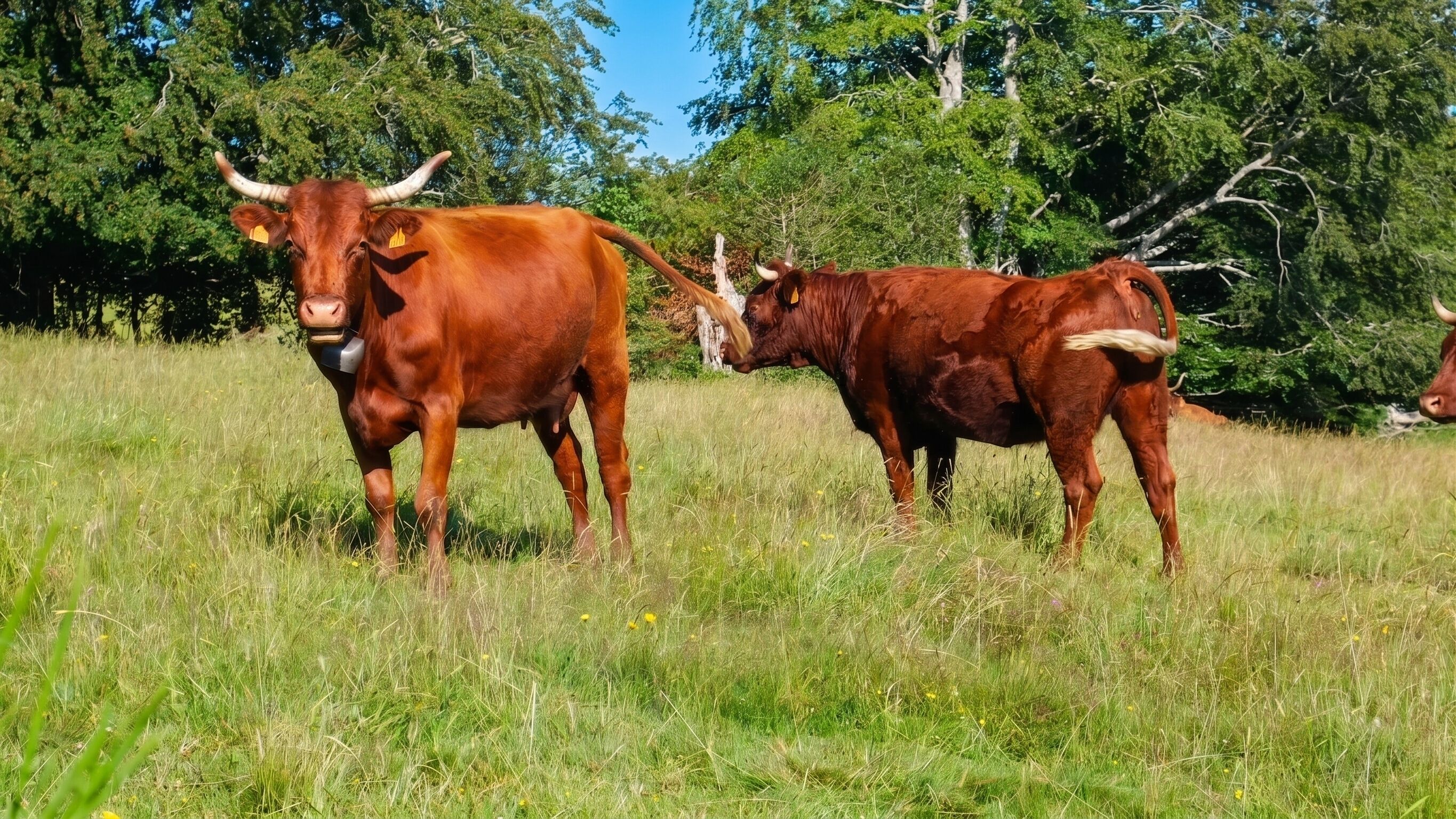 Een grasveld met twee koeien.
