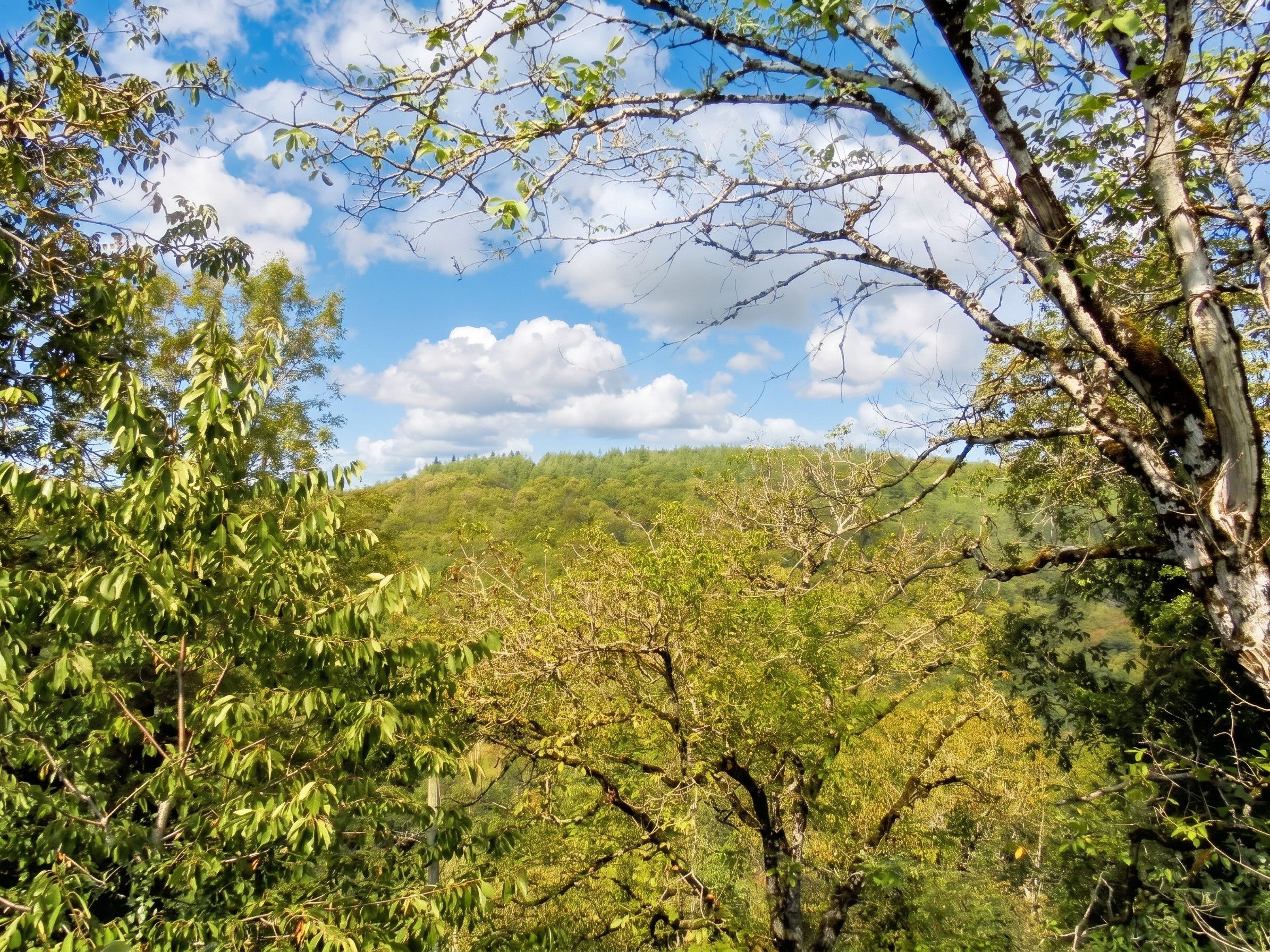Un paysage naturel avec des arbres et une colline en arrière-plan.