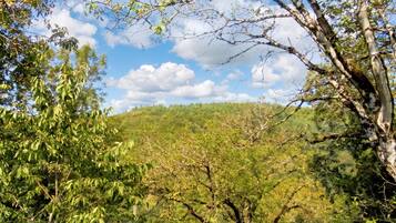 Un paysage naturel avec des arbres et une colline en arrière-plan.
