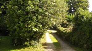 Ein schmaler, unbefestigter Weg, gesäumt von dichtem Grün, der in einen schattigen Bereich führt.