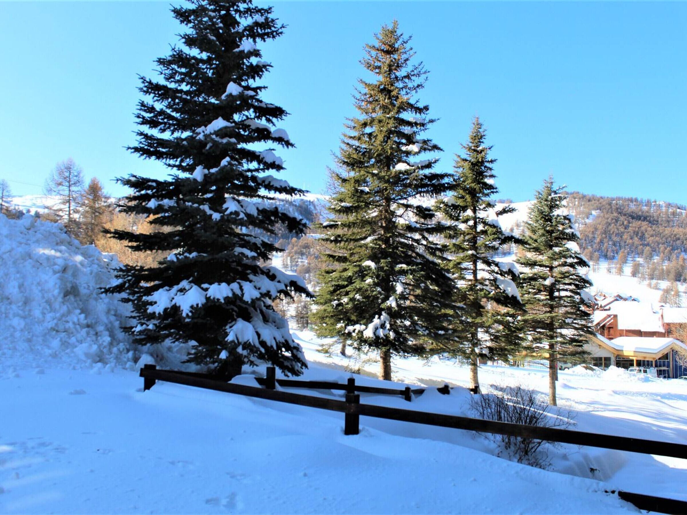 A snow-covered landscape with tall evergreen trees and a wooden fence.