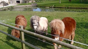 Un espace clos où trois chevaux paissent près d’un étang, avec des bâtiments en arrière-plan.
