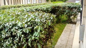 A well-maintained hedge along a pathway, a building with a modern facade, and a clear sky.