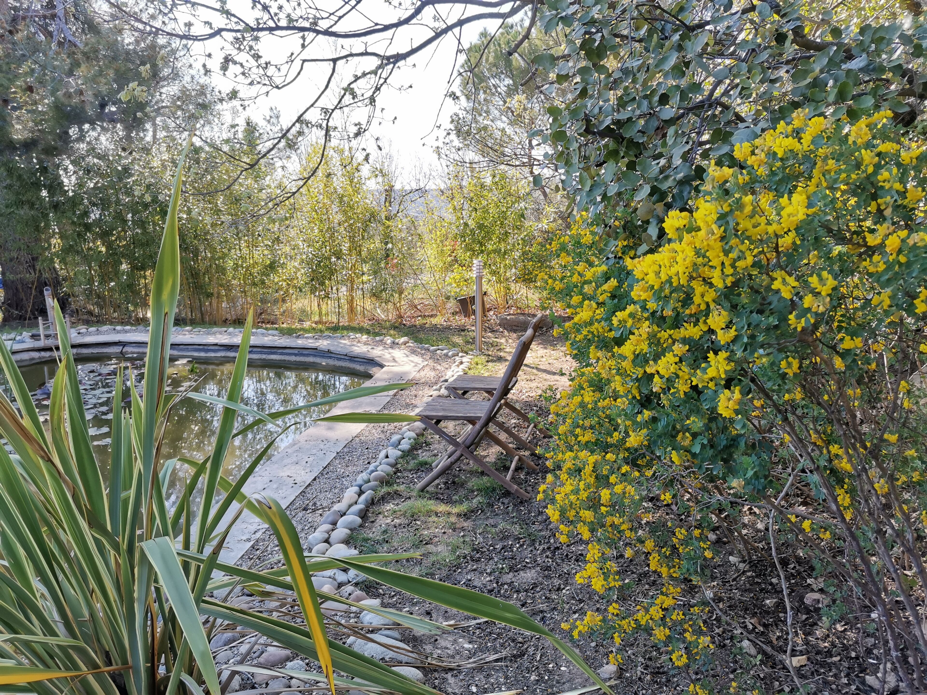 A garden with a pond, wooden deck, and yellow flowering bushes.