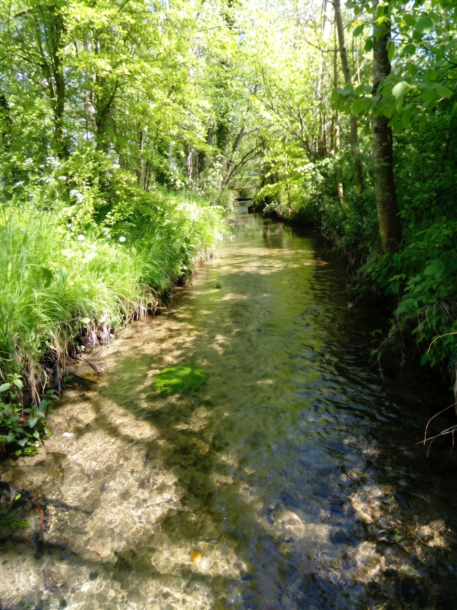 Un canale stretto e limpido, circondato da vegetazione fitta e alberi.