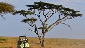 A safari vehicle parked under a large acacia tree in a grassy savannah. - Serengeti Wild Camps (Serengeti)