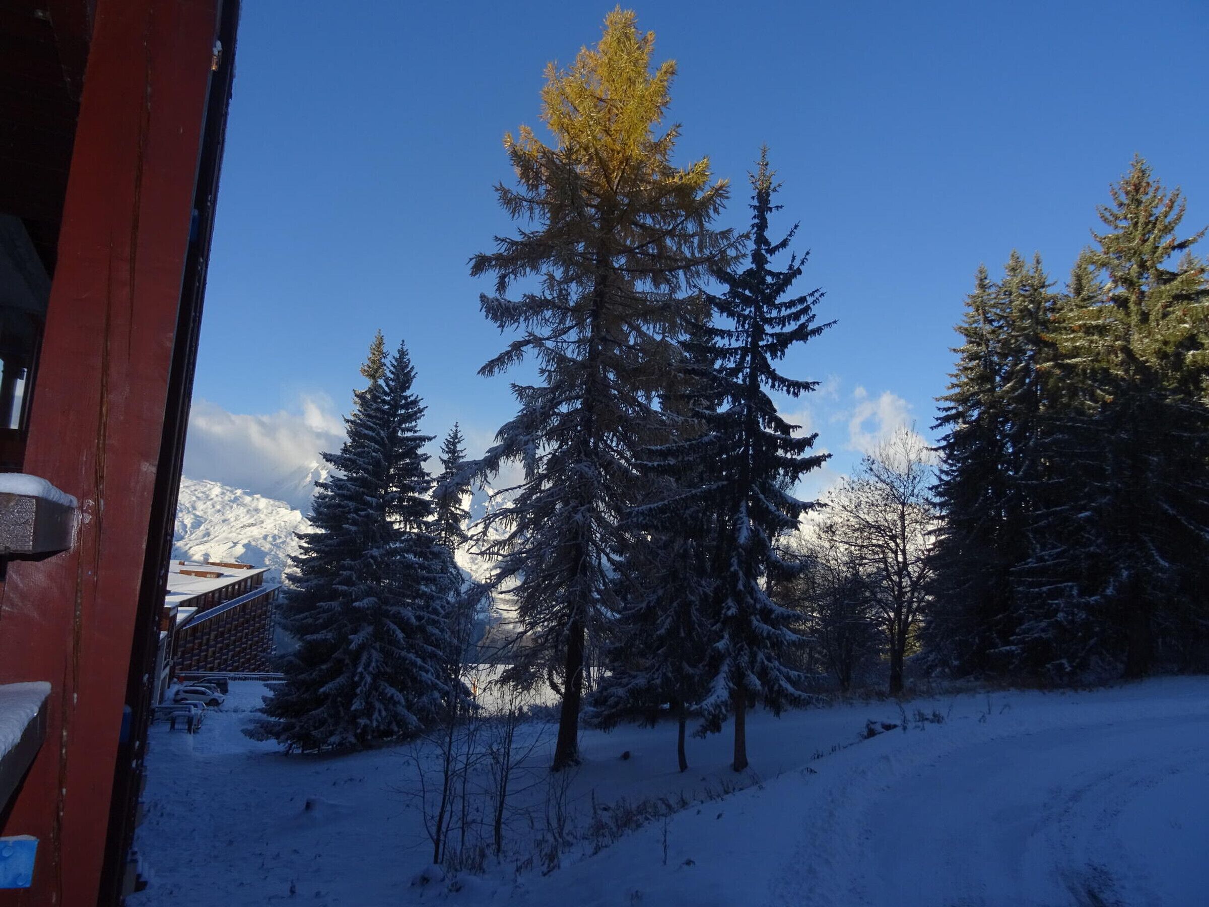 A snowy landscape with evergreen trees and a building in the background.