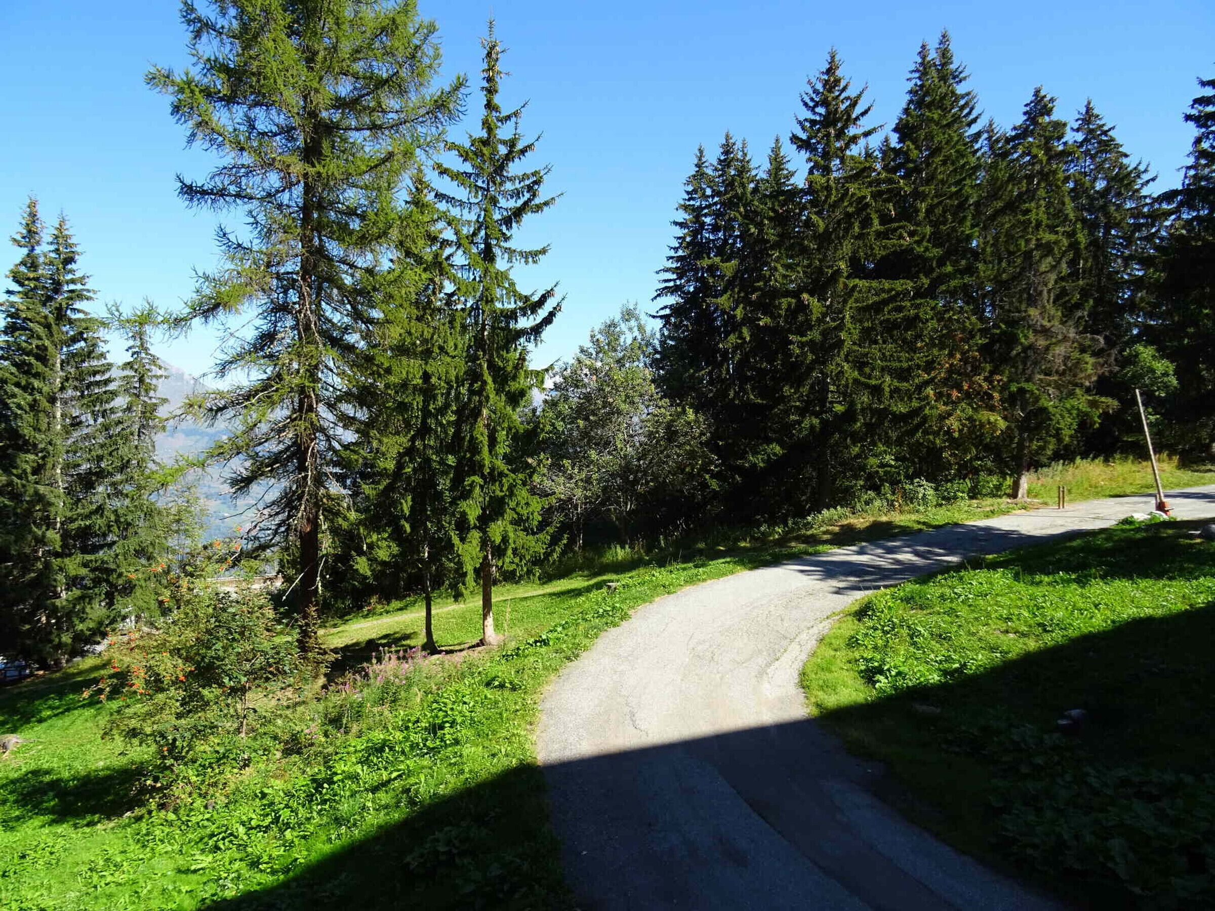 A winding road through a forested area with tall evergreen trees and a clear blue sky.