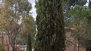 Une cour bordée de grands arbres, un bâtiment à la façade beige et un ciel dégagé.