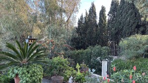 Un giardino con diverse piante e un vialetto in pietra.