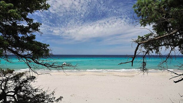 Une plage aux eaux turquoise et limpides, bordée d’un rivage sablonneux et encadrée d’arbres.