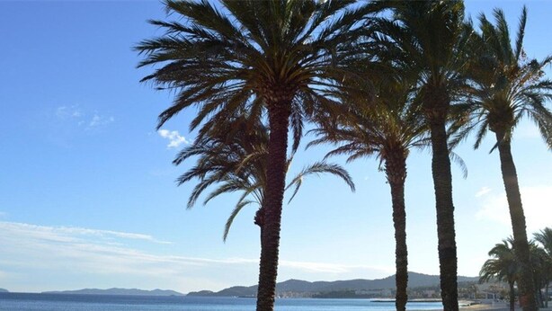A beach with palm trees and a clear view of the sea.