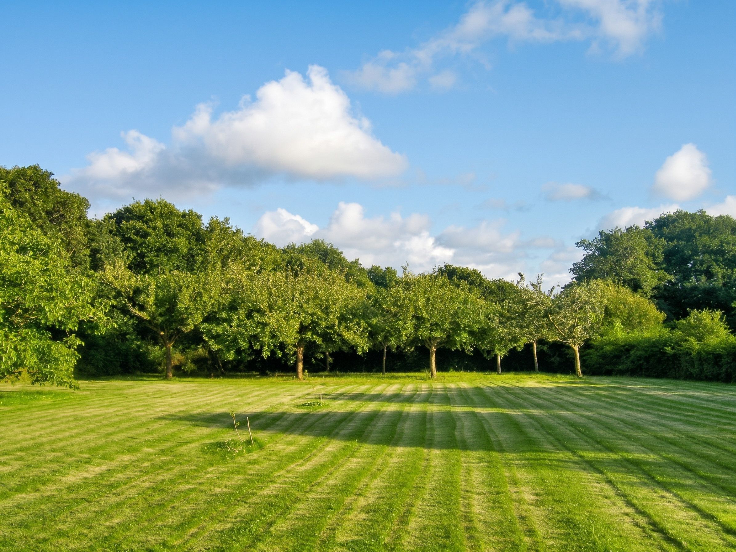 Un champ verdoyant bien entretenu, avec une rangée d’arbres en arrière-plan.