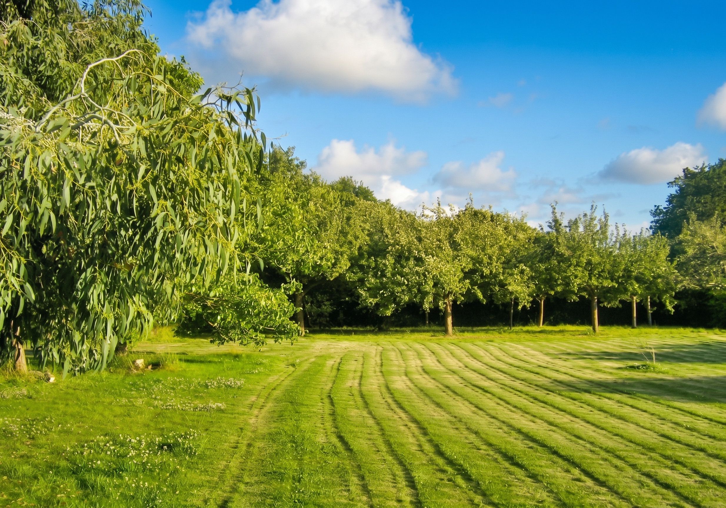 A well-maintained grassy field with a row of trees and a clear sky.