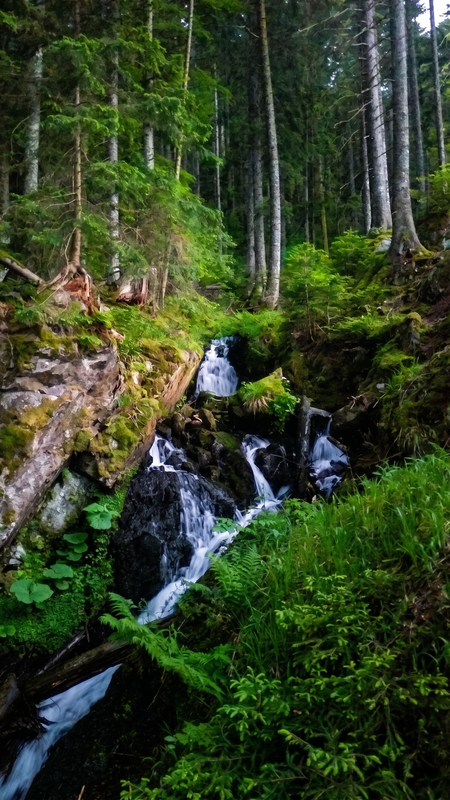 Un área boscosa con una cascada y vegetación abundante.