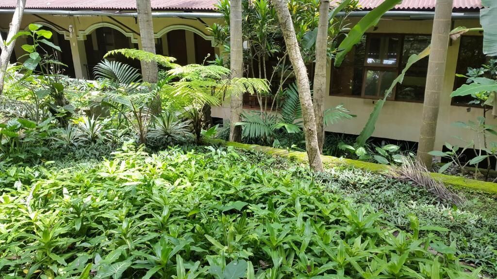 A lush garden with various tropical plants and trees, a building with a tiled roof, and a covered walkway.