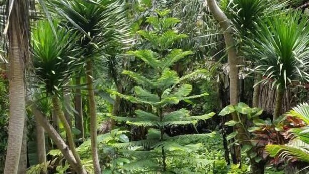 Ein gepflasterter Weg, umgeben von üppiger Vegetation und verschiedenen tropischen Pflanzen.