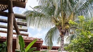 A wooden deck with outdoor seating, surrounded by lush tropical plants and a palm tree. - Hotel Pousada Ourinhos (Ourinhos)