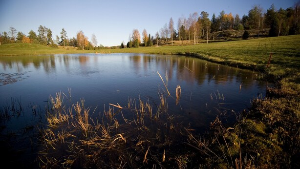 A calm lake surrounded by grassy fields and trees. - Kiladalens golf & Lodge (Nykoping)