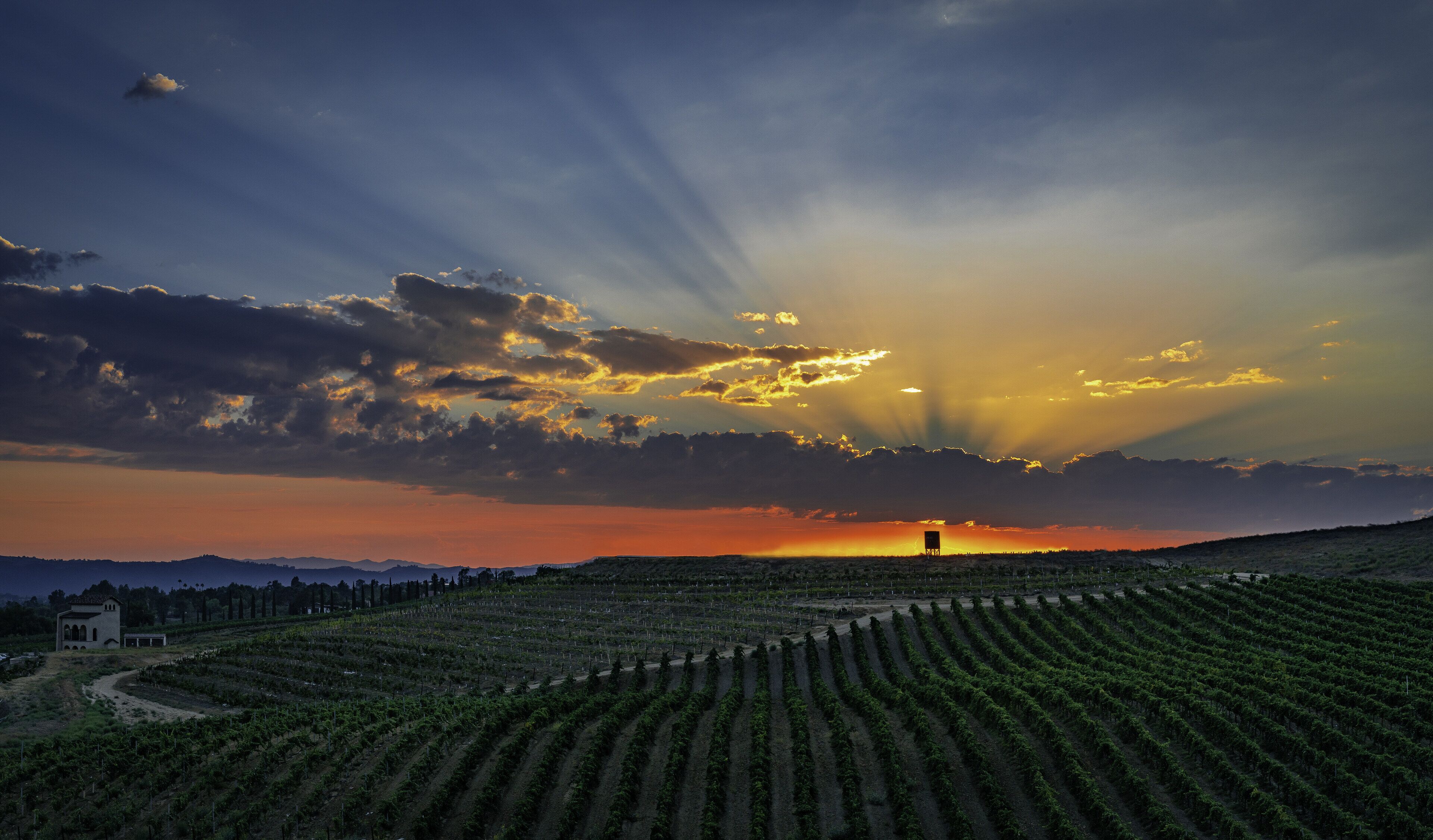 Un vignoble avec des rangées de vignes et un bâtiment visible au loin.