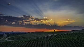 Un vignoble avec des rangées de vignes et un bâtiment visible au loin.