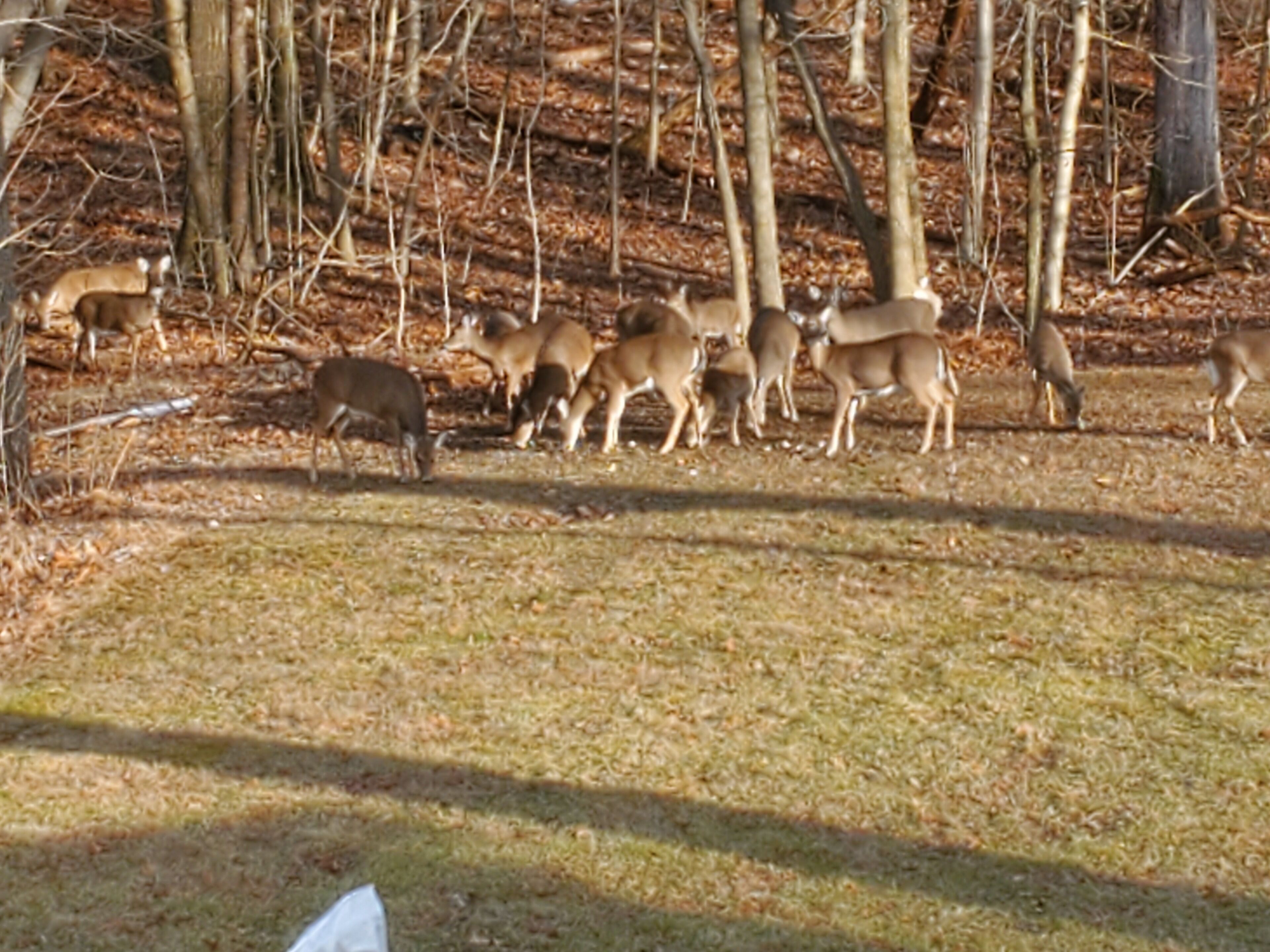 A group of deer in a wooded area with trees and a grassy field.