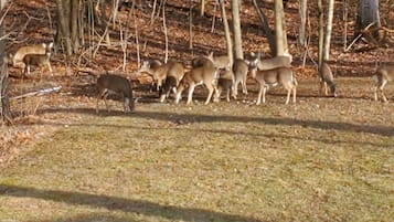 A group of deer in a wooded area with trees and a grassy field.