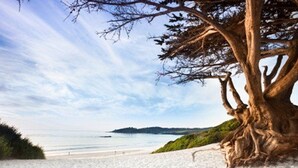 Una playa con un árbol grande en primer plano y una vista despejada del mar y la costa distante.