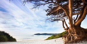 Beach - Newly Remodeled Downtown Cottage. 1 block to shops, arts, eats. 5 blks to Beach (Carmel-by-the-Sea)