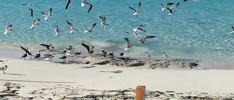 Vlak bij het strand, ligstoelen aan het strand, strandlakens