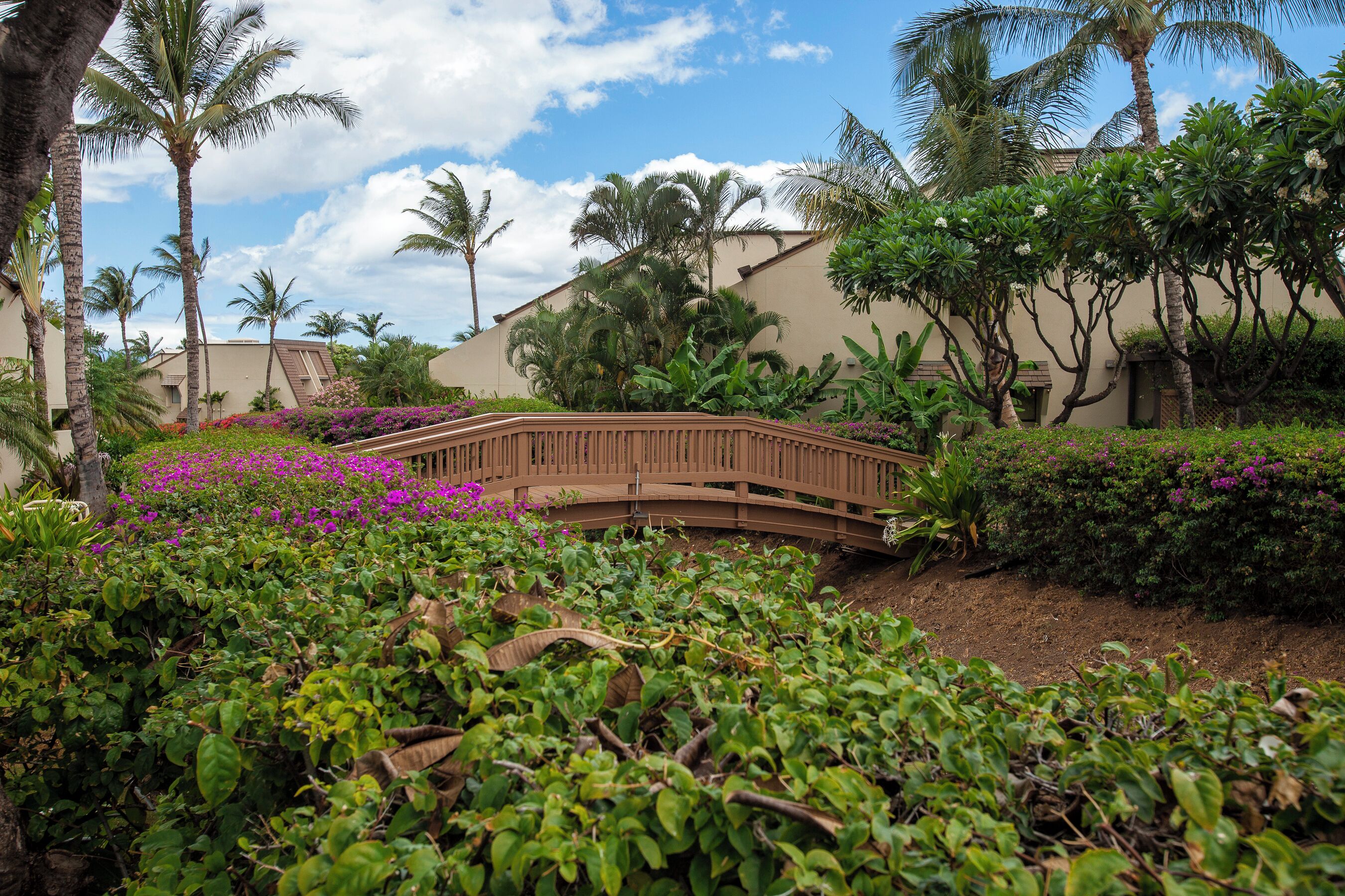 A wooden bridge over a garden with tropical plants and a palm tree.