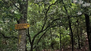 A forested area with a sign indicating the direction to the Yellow Trail. - Peace-in-the-Forest Retreat - Singles, Couples, Artists, Forest Lovers (Pickens)