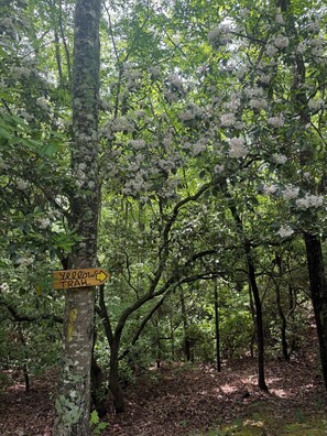 Property grounds - Peace-in-the-Forest Retreat - Singles, Couples, Artists, Forest Lovers (Pickens)