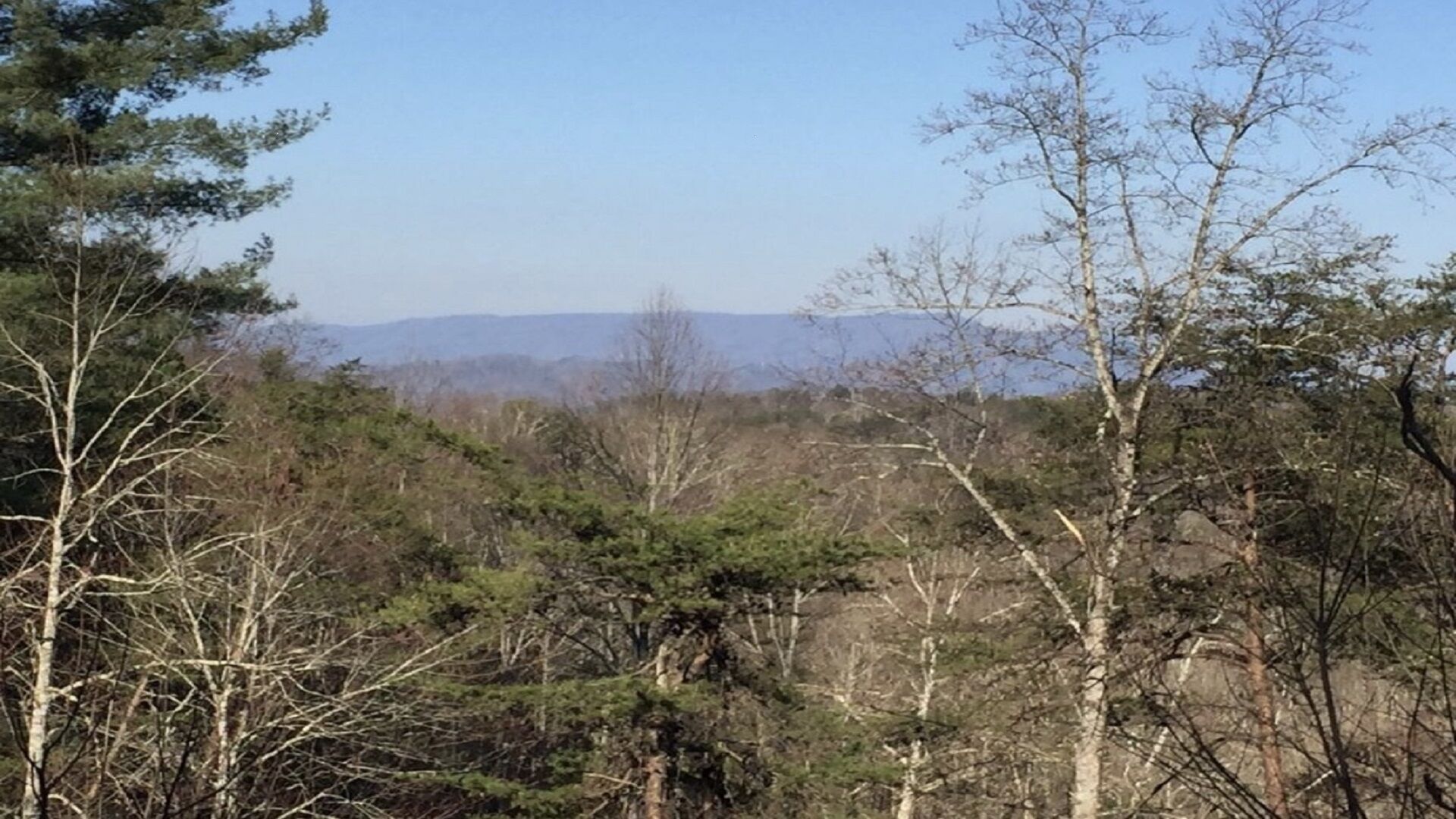 A forested landscape with a clear view of distant mountains.