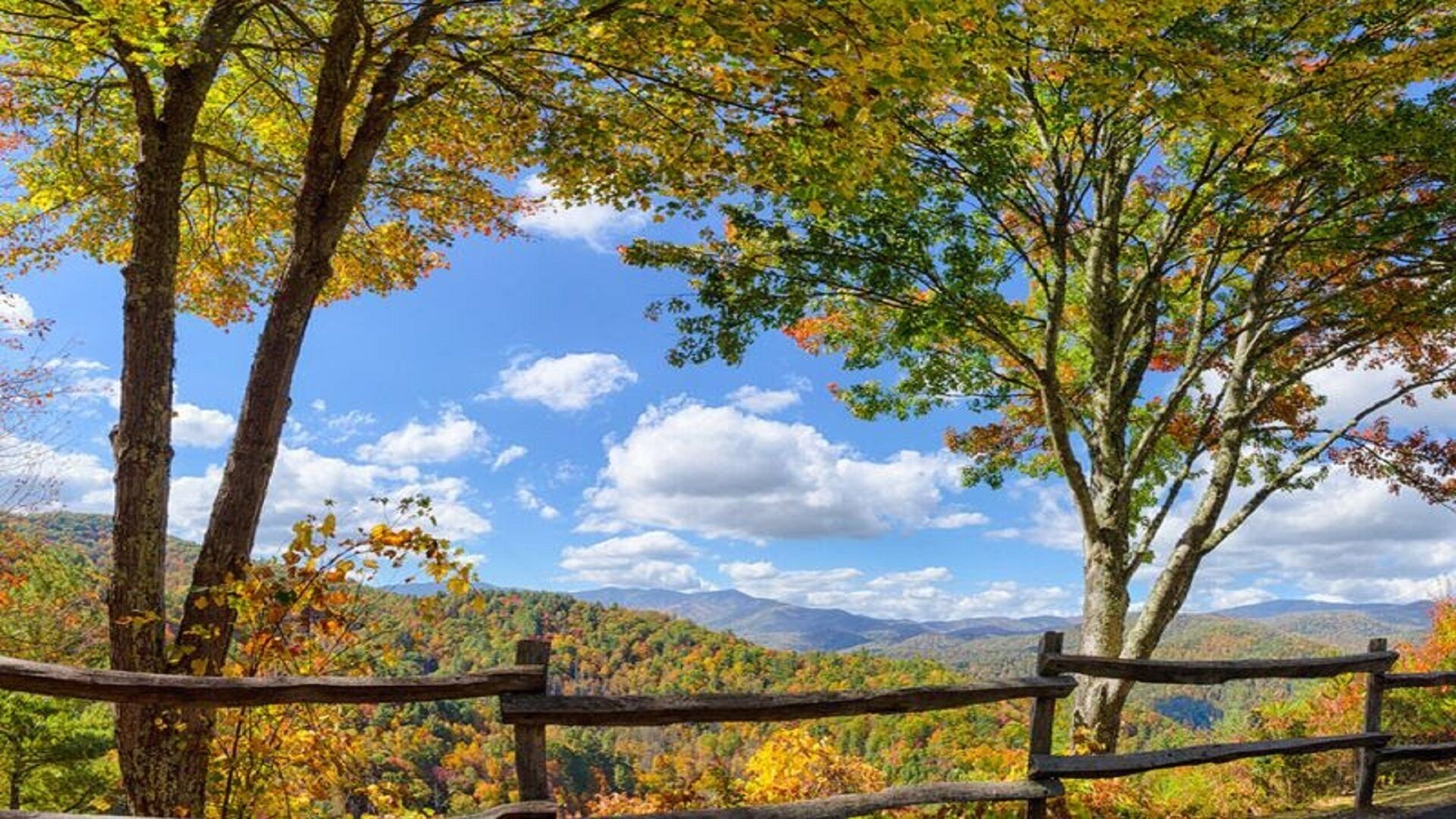 Une vue pittoresque d’une zone boisée, avec une clôture en bois.