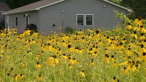 A house surrounded by a field of yellow flowers.