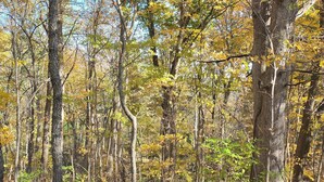 Un bosque denso con árboles altos y el suelo cubierto de hojas secas.