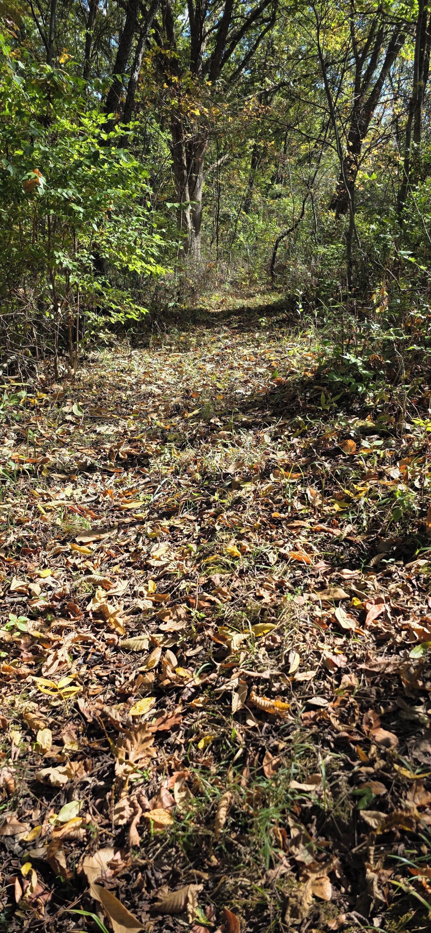 A forest path covered with dry leaves and surrounded by trees.