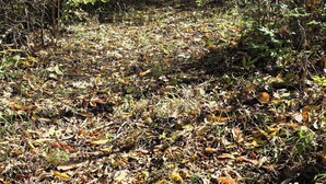 Un sendero boscoso cubierto de hojas secas, rodeado de árboles.