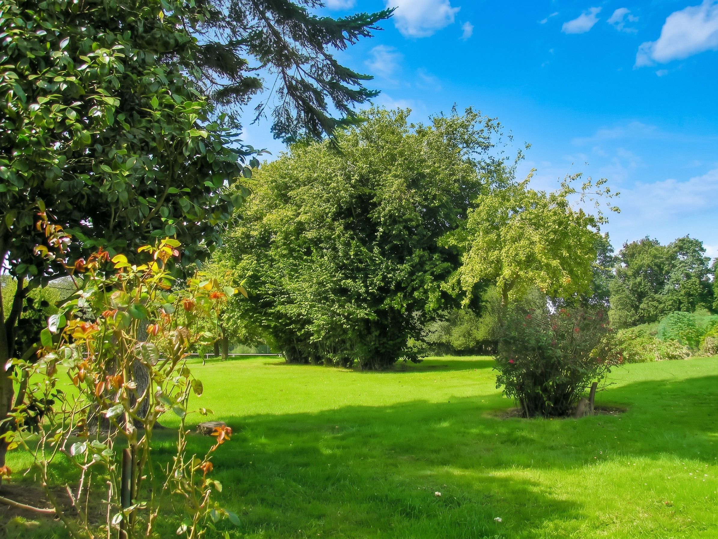 Un parco verde e rigoglioso, con alberi diversi e un prato ben curato.