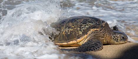 A sea turtle on a sandy beach with waves.