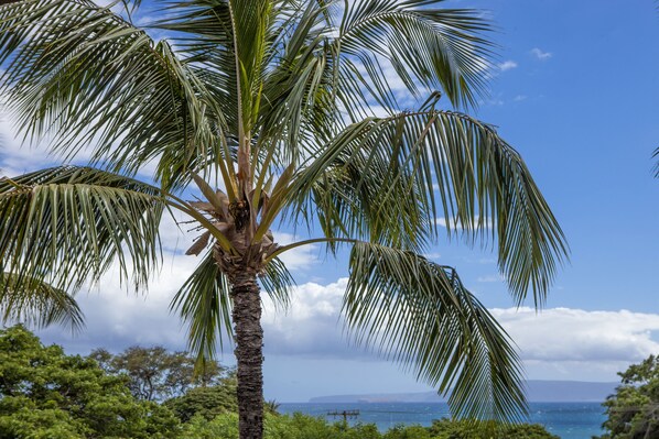 A palm tree with a clear view of the ocean and distant land in the background.
