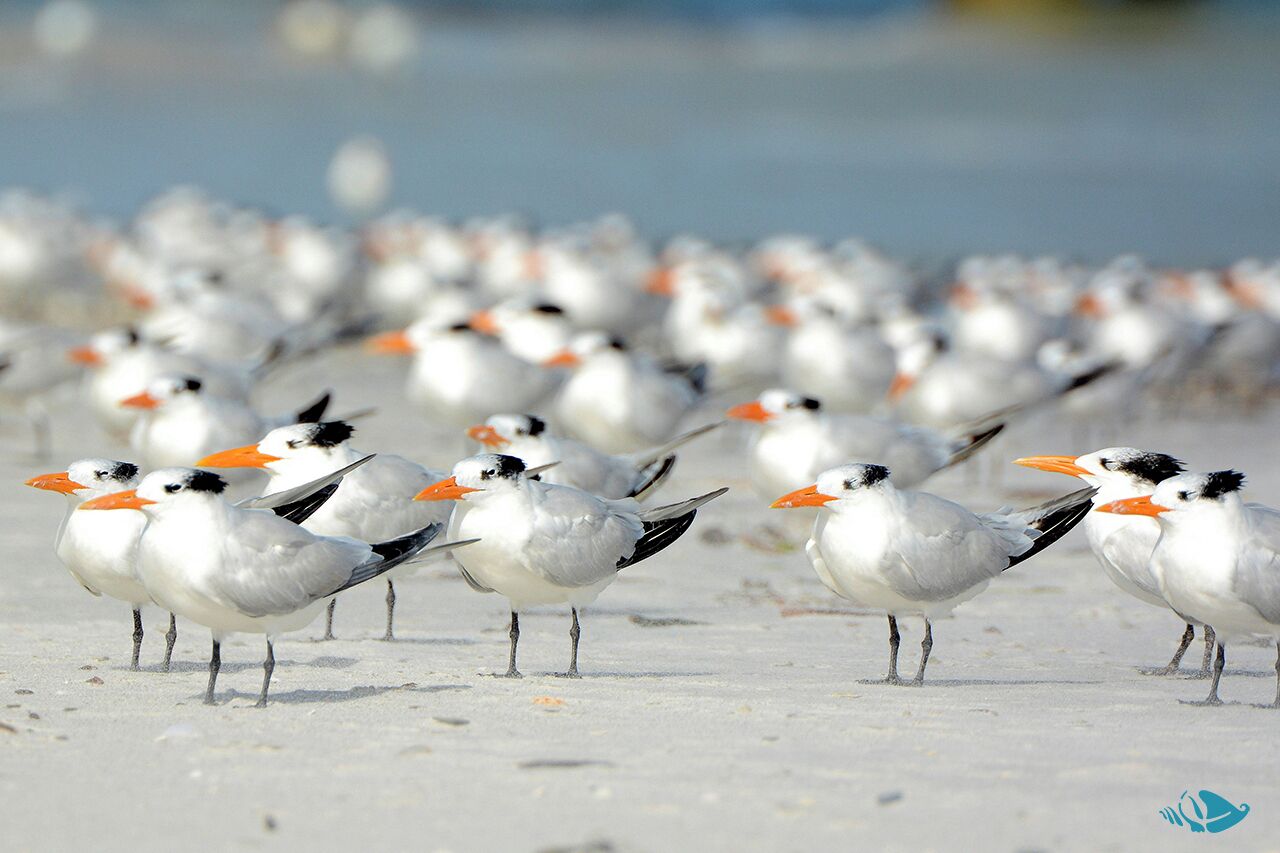 Accommodatie ligt op het strand