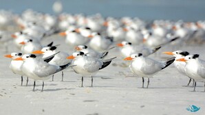 A group of birds on a sandy beach. - 2B/2B Beachfront Island Vacation Condo at Creciente w/ View of Gulf and Pool (Fort Myers Beach)