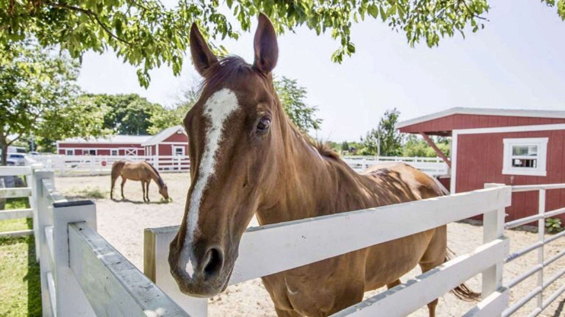 Een paard in een omheind gebied, met een rood gebouw op de achtergrond.