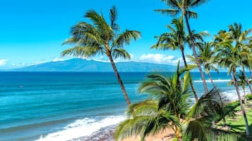 A beach with palm trees and a mountain in the background.