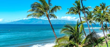 A beach with palm trees and a mountain in the background.