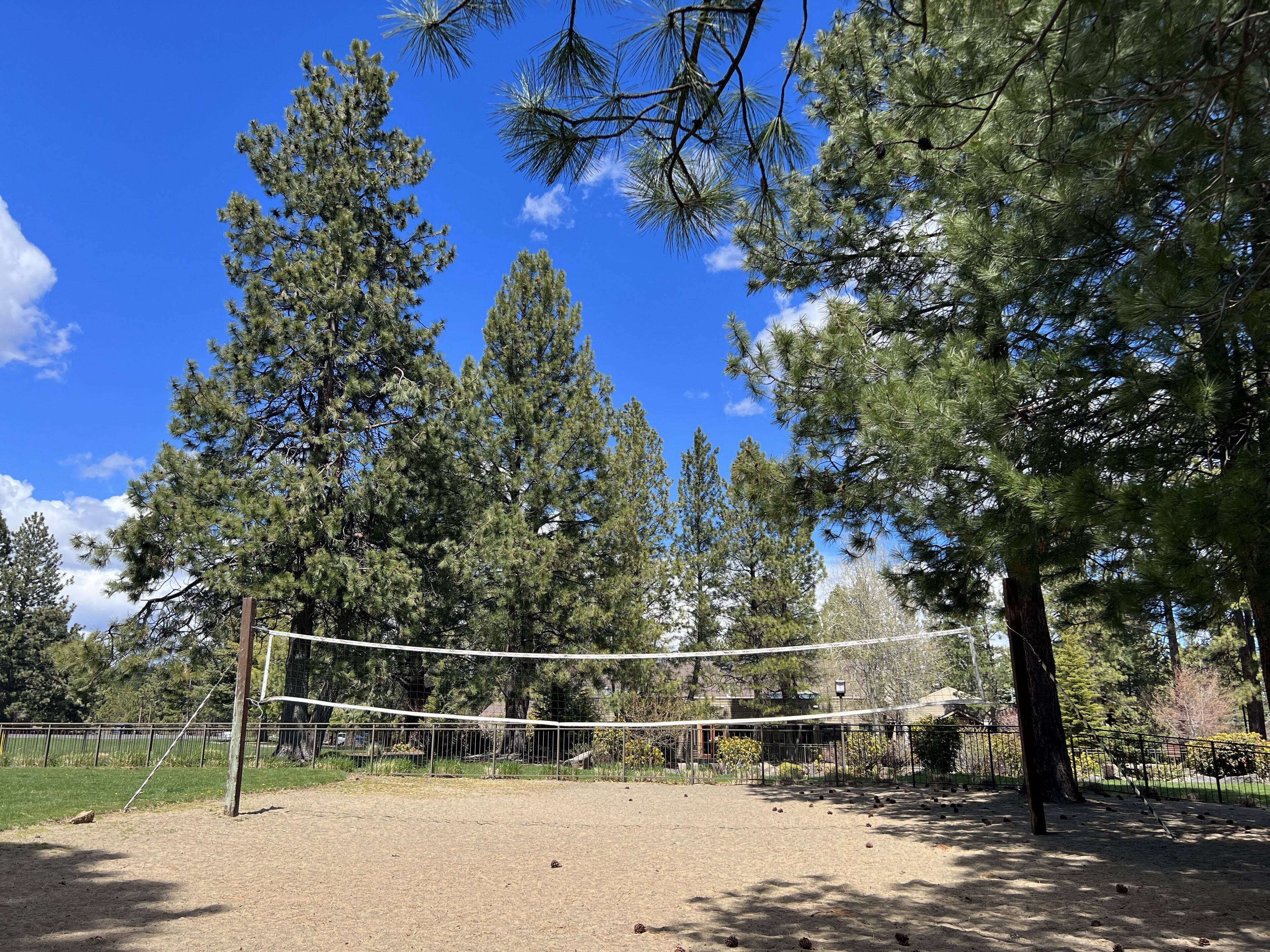 A volleyball court surrounded by tall pine trees under a clear blue sky.