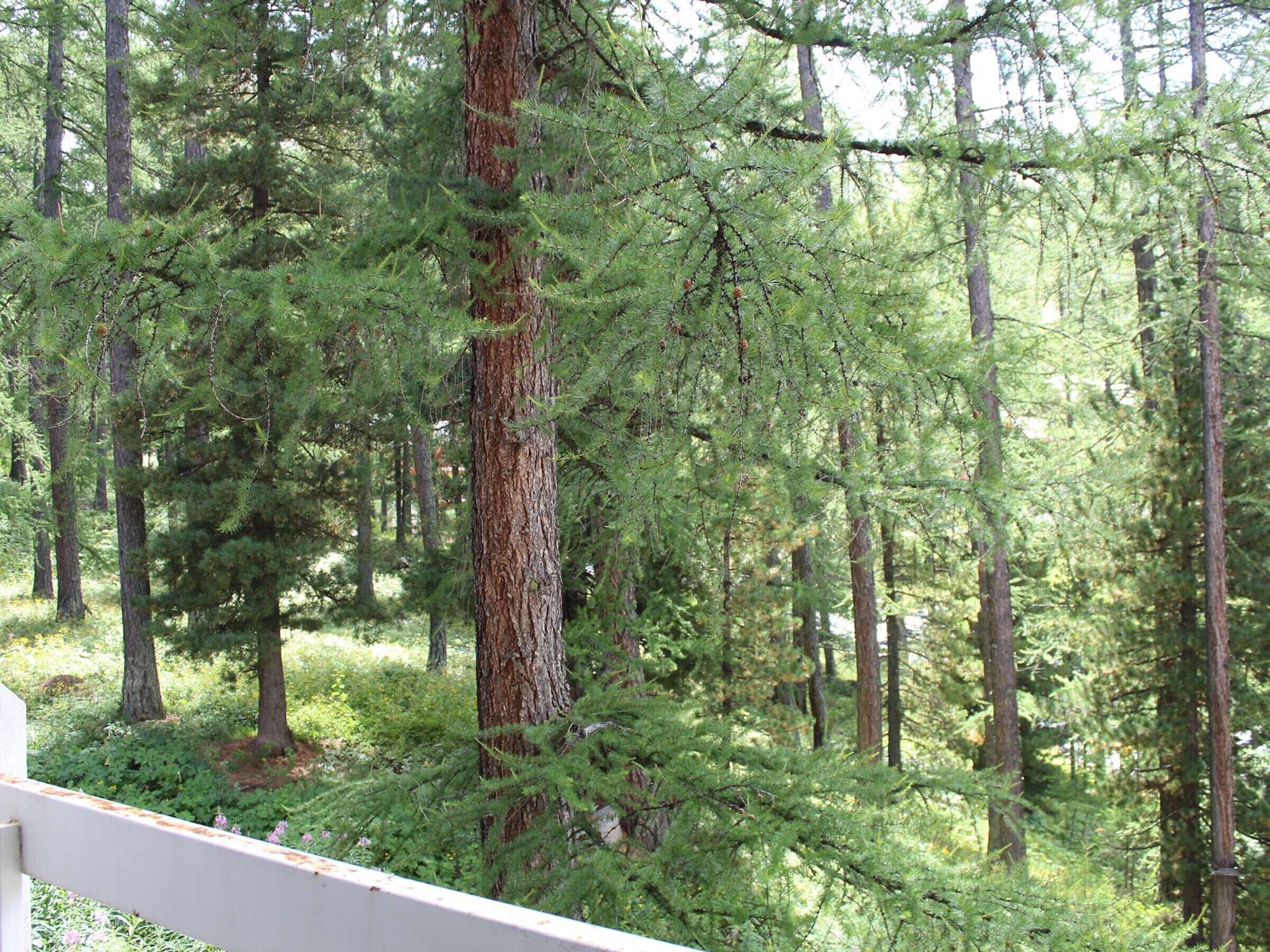 A forested area with tall trees and dense undergrowth.